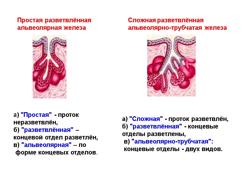 Простая разветвлённая  альвеолярная железа  а) 
